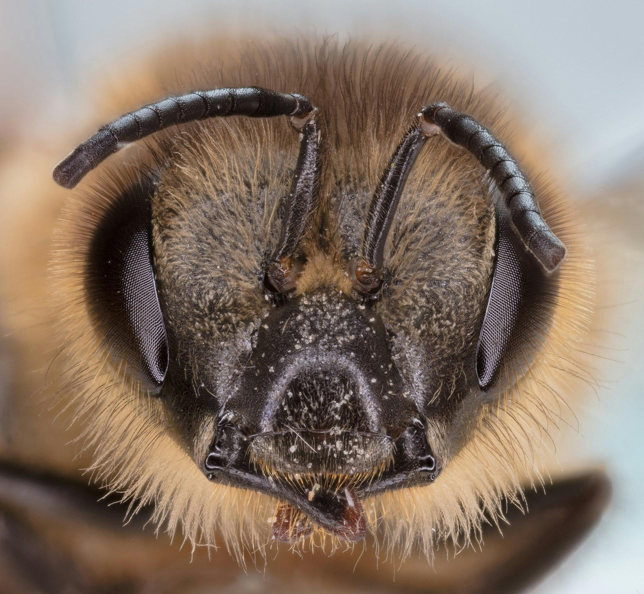 Nectar robbery by short-tongued bees is throwing off ...