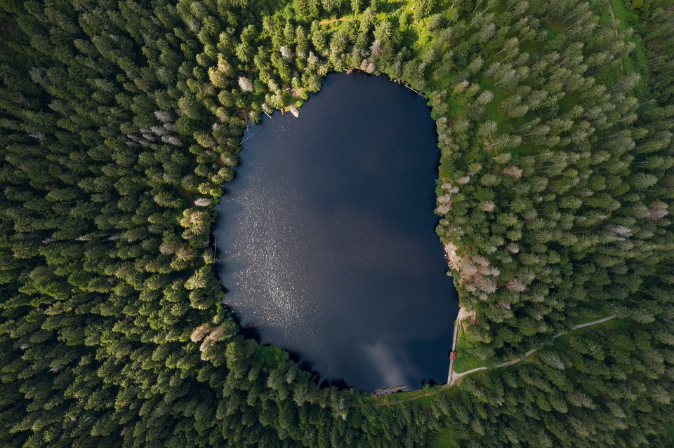 Trees lake
