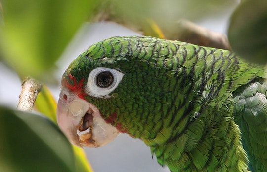 a close up of a green parrot through some leaves