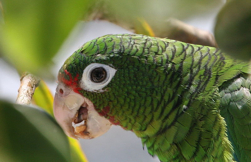 a close up of a green parrot through some leaves