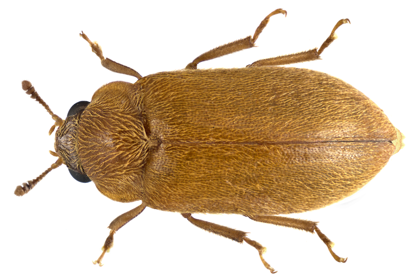 a detailed photograph of a brown beetle against a white background
