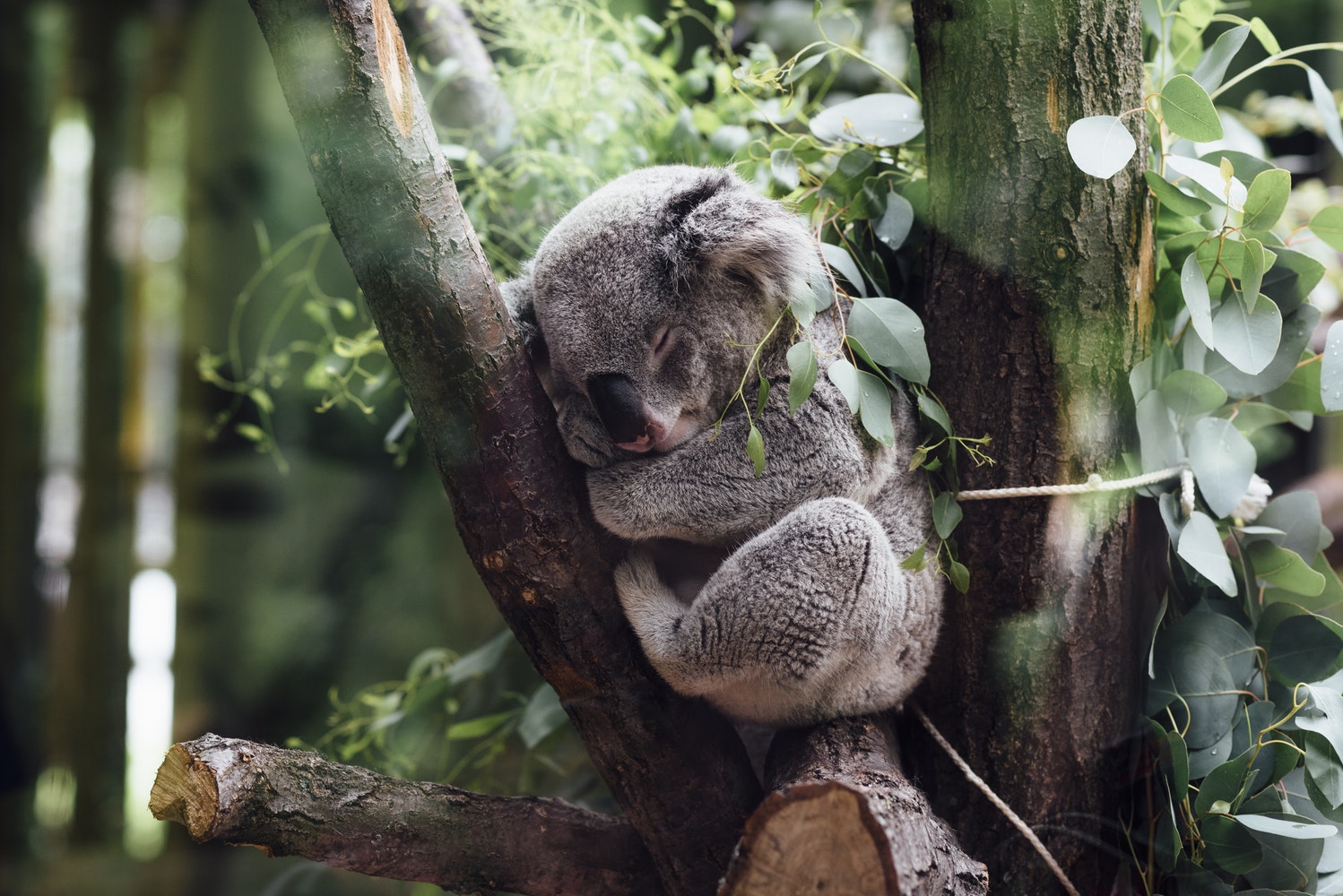 A photo of a koala asleep in a tree.