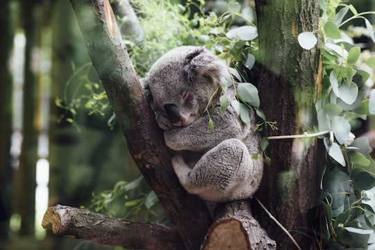 Sleeping Koala A photo of a koala asleep in a tree.