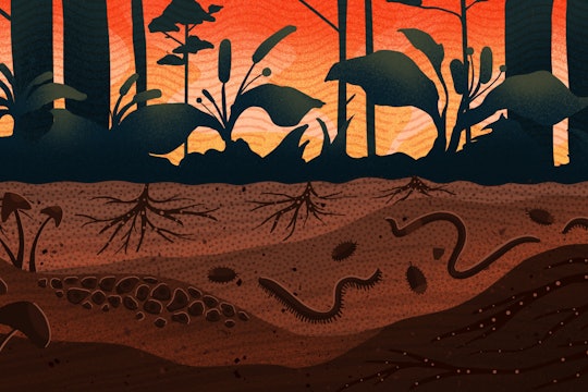 cartoon cross section of soil and plants with a red background