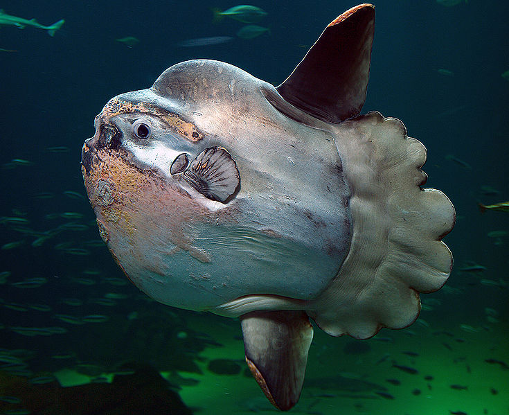 a large fish with a very small tail called an ocean sunfish