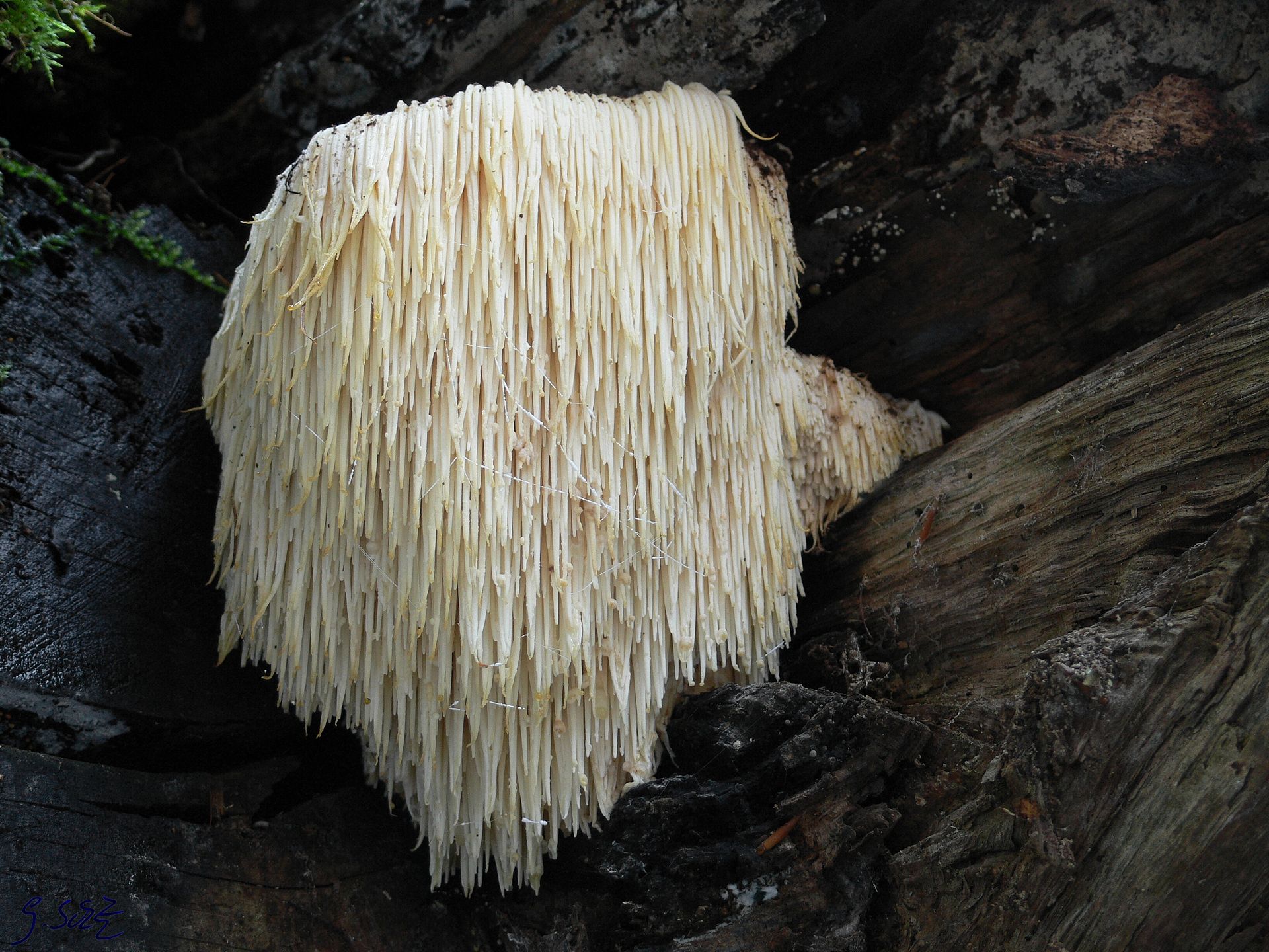 A lion's mane mushroom