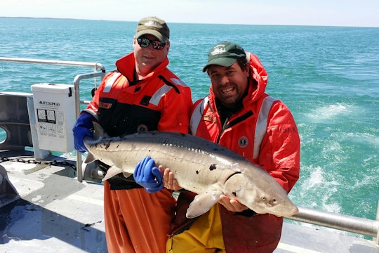 Two United States Geological Survey (USGS) scientists holding an adult lake sturgeon caught in Lake Ontario