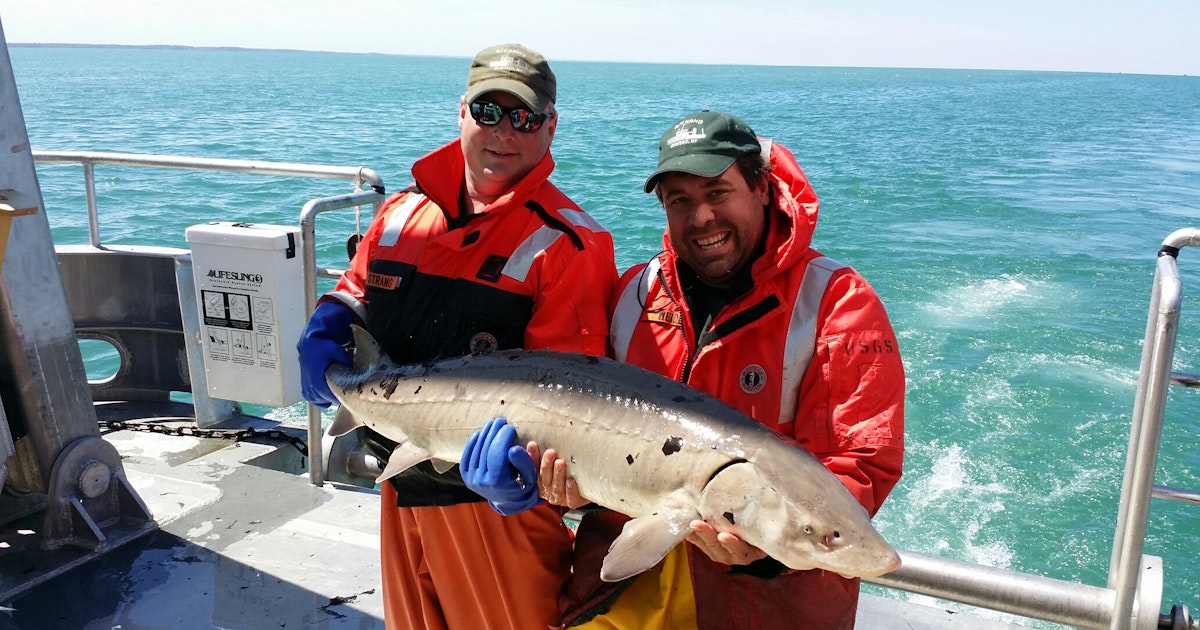 To make fishing sustainable, we need to track fish as they move around ...