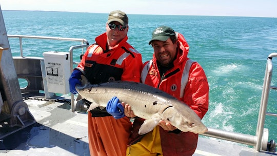 Two United States Geological Survey (USGS) scientists holding  an adult lake sturgeon caught in Lake Ontario