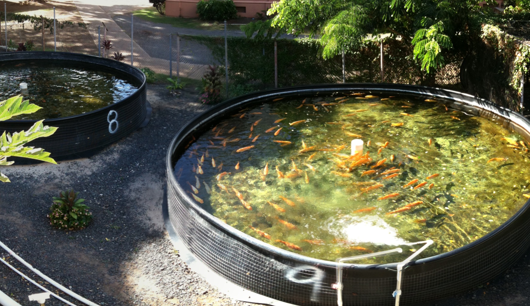 Tilapia are swimming in a small, cylindrical plastic tank.