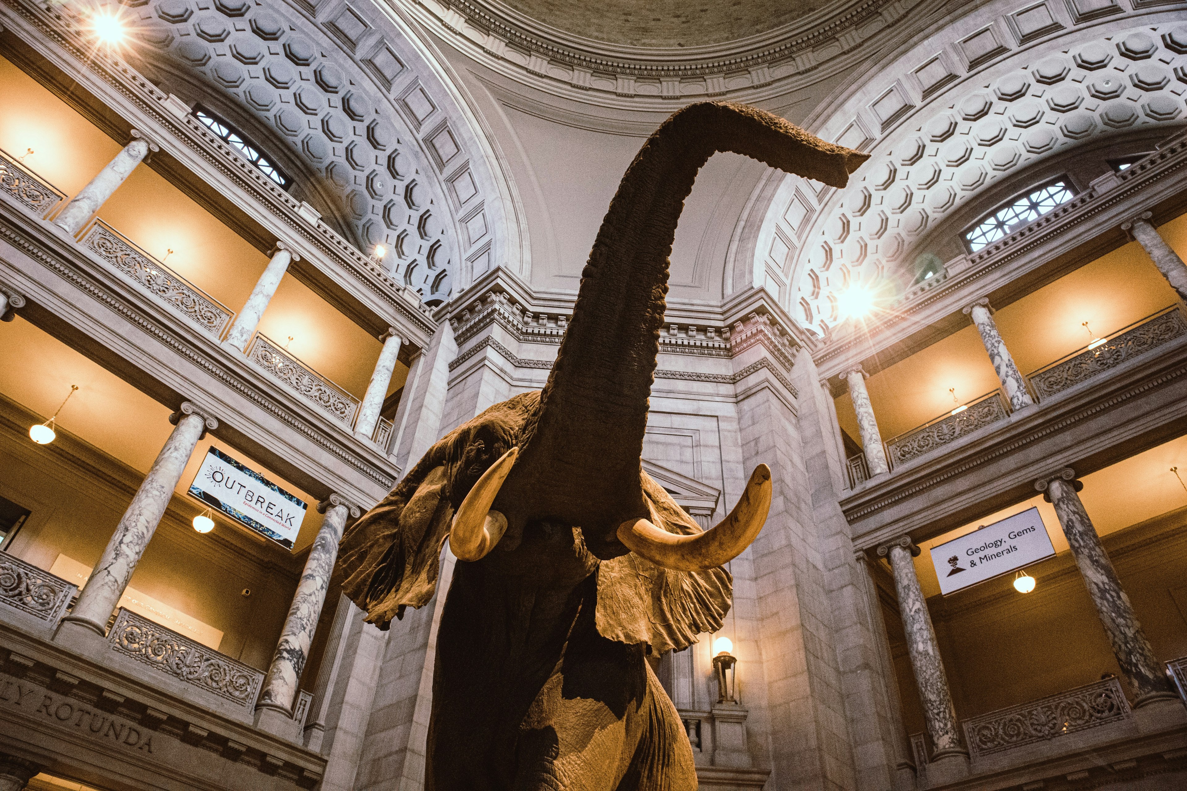 Henry, the African elephant in the main hall of the Smithsonian National Museum of Natural History
