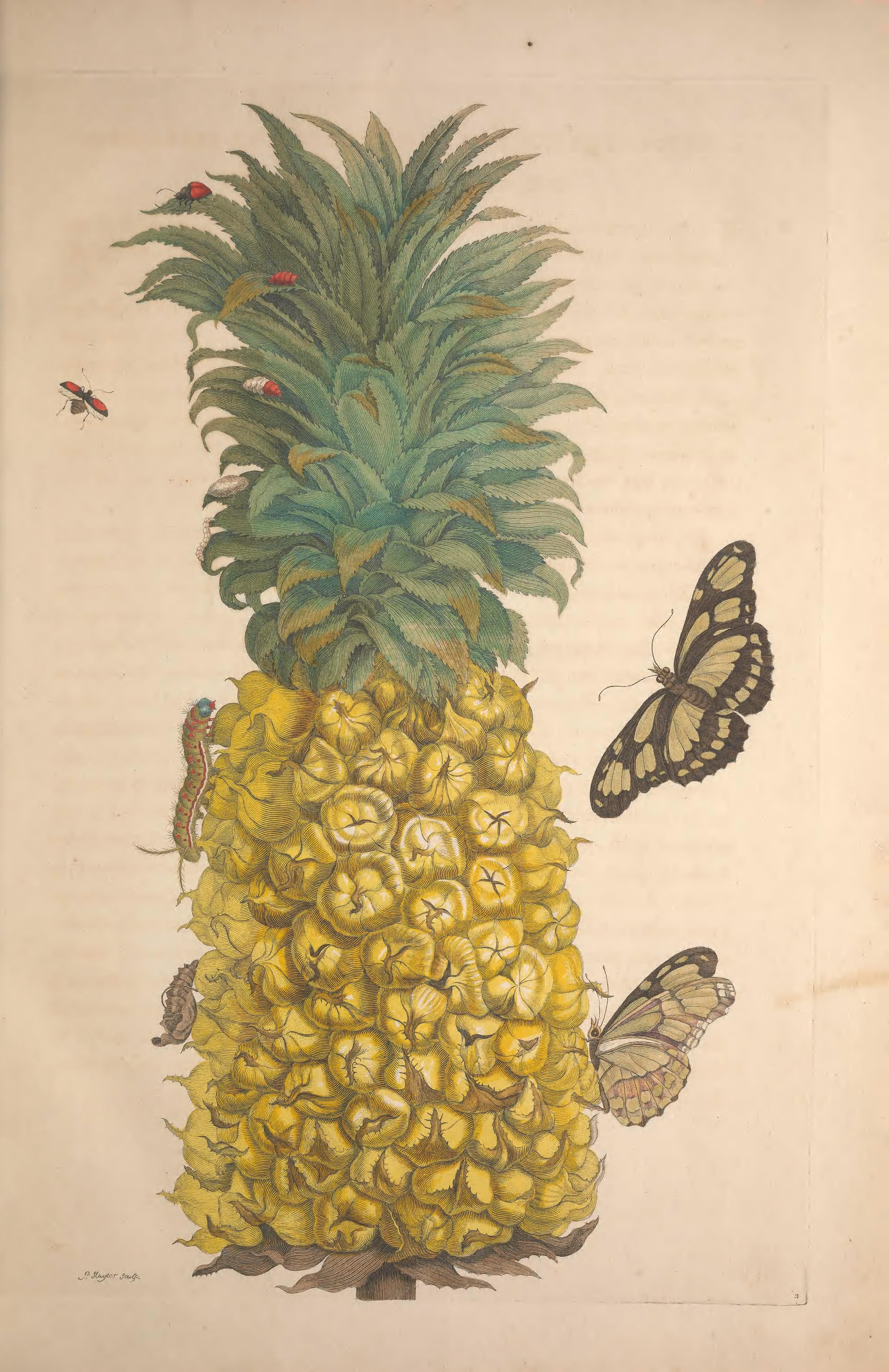 Illustration of butterflies and a pineapple from Metamorphosis insectorum Surinamensium