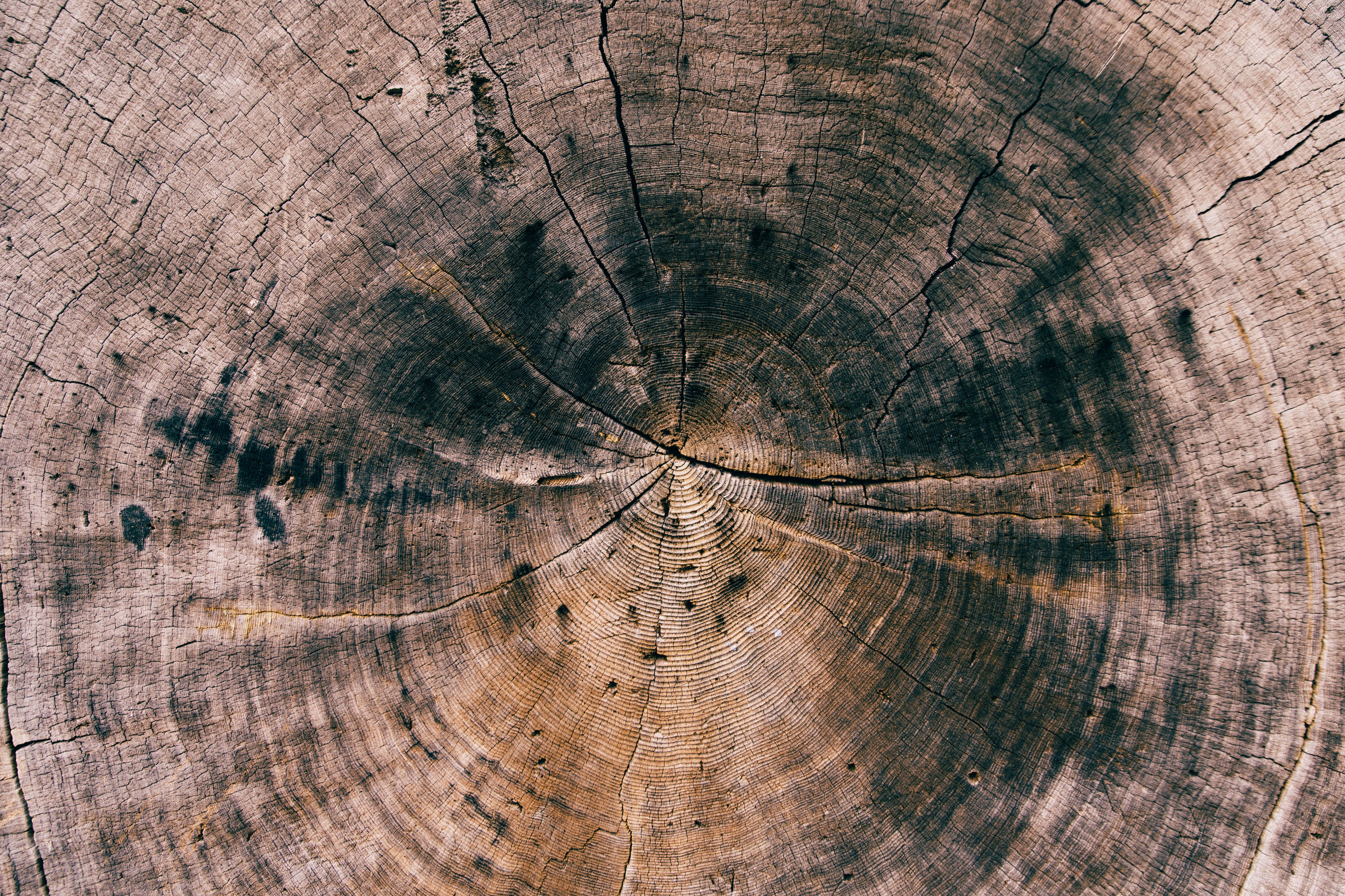 Tree trunk rings in a log