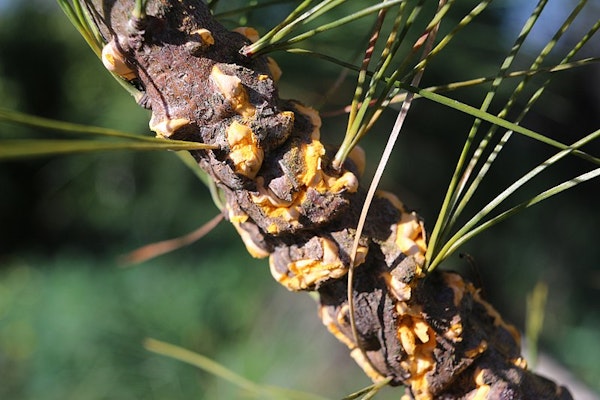 a yellow fungus infecting the branch of a white pine tree