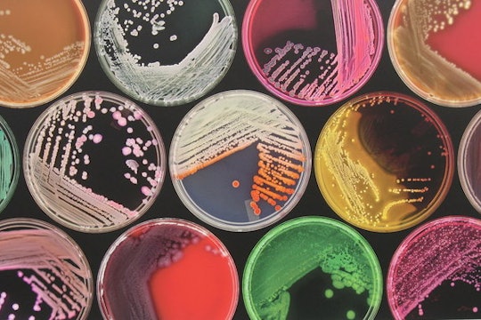 a rainbow assortment of petri dishes with samples inside