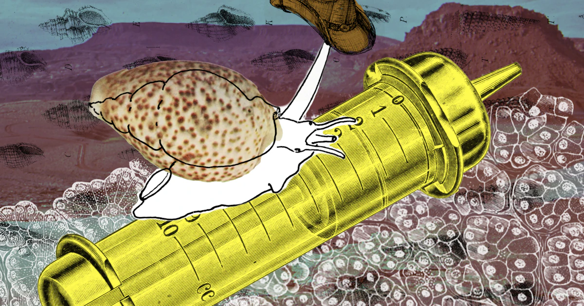 cigarette snail venom How fatal snail venom can be reimagined as a lifesaving diabetes treatment cigarette snail venom How fatal snail venom can be reimagined as a lifesaving diabetes treatment