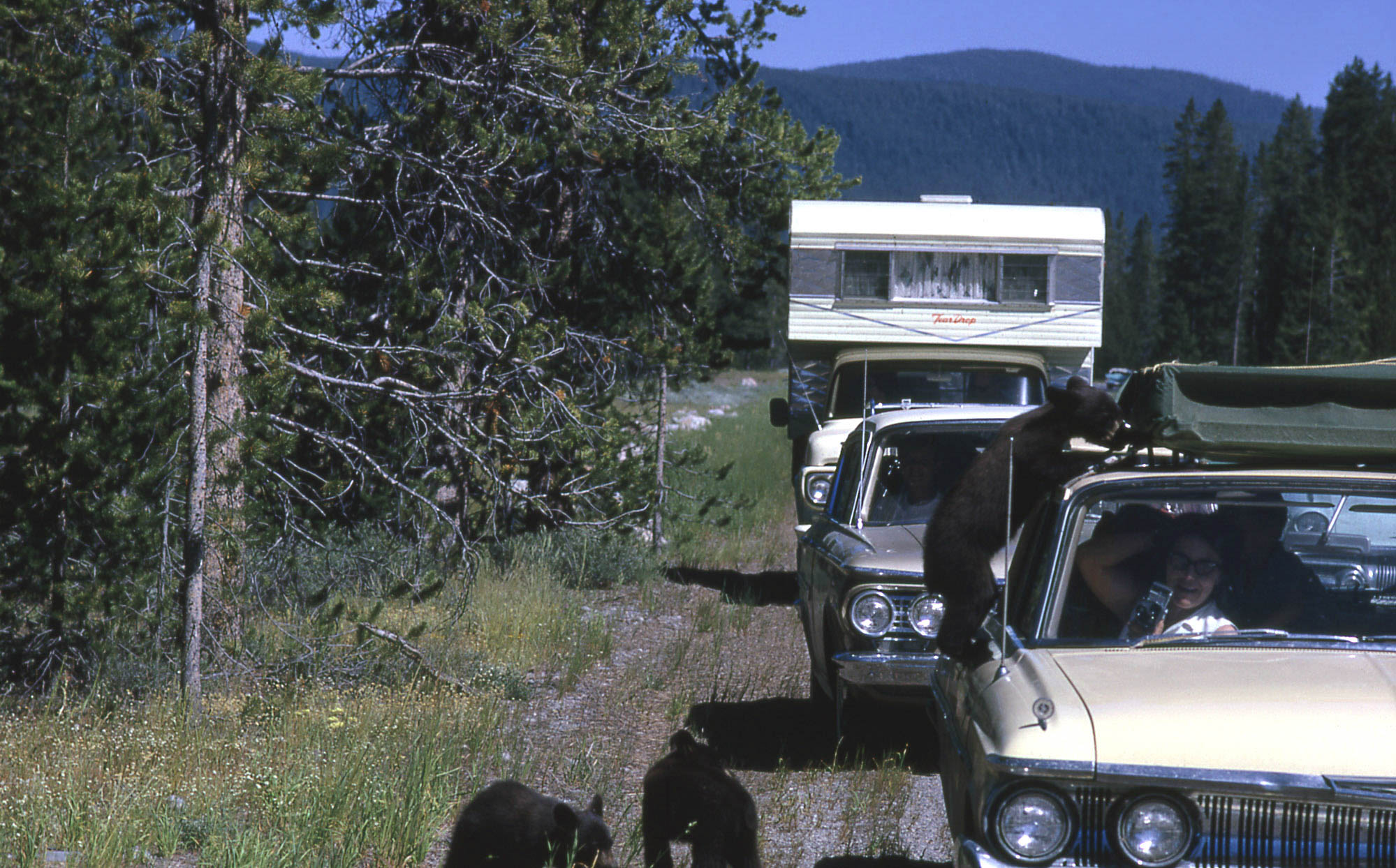 Three black bear cubs by cars, one is climbing on a car.