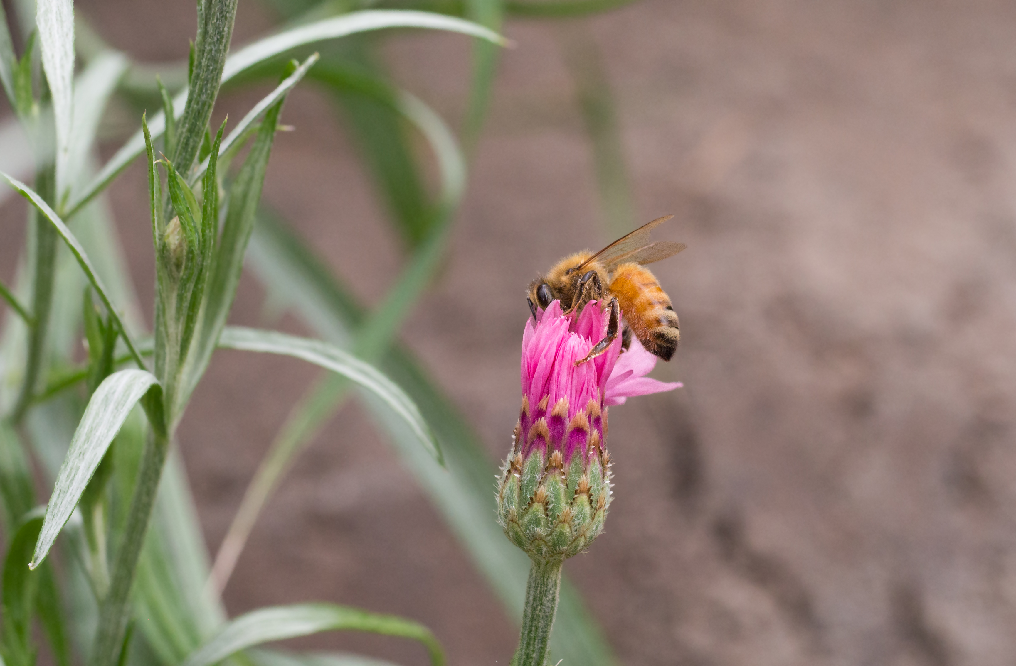 bee cornflower