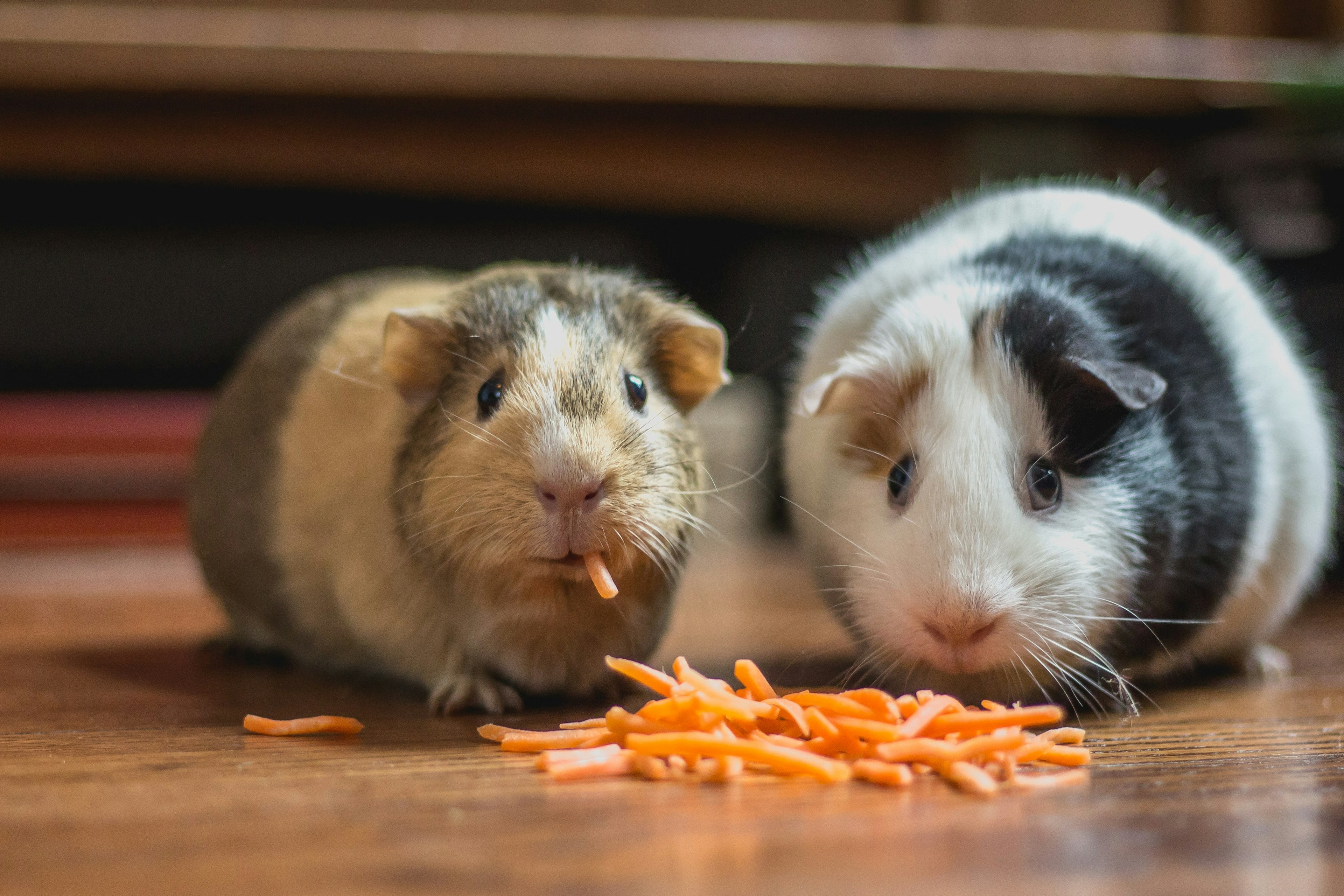 Two guinea pigs eating carrot pieces