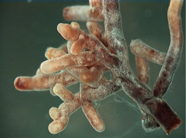 Root system with fungi growing around the roots