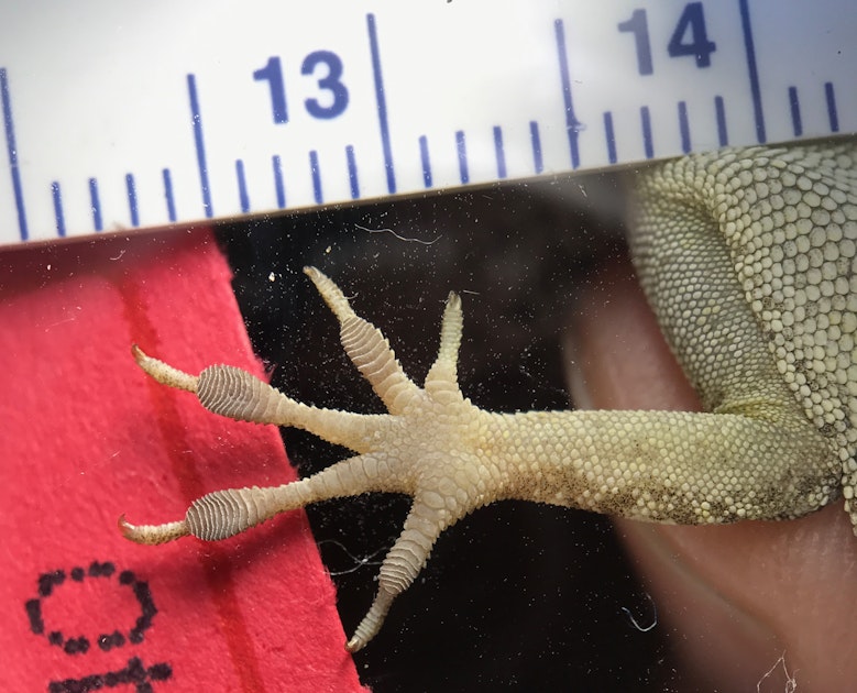 Hurricanes are shaping lizard feet all over the world