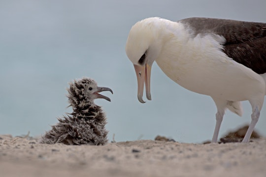 Albatross Albatross