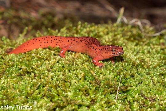 salamander