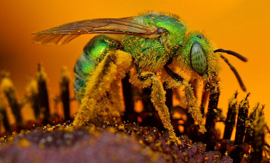 Iridescent green sweat bee, called because it is known to be attracted to sweat