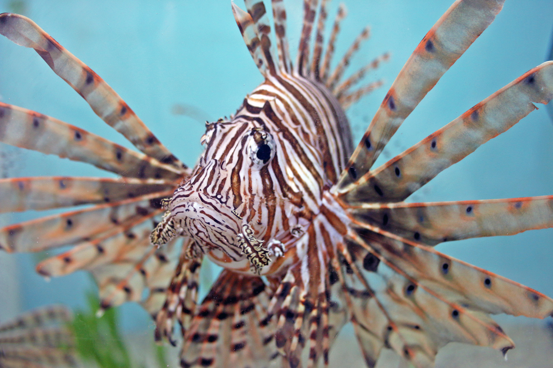 A lionfish with it's fins fanned out and spines visible