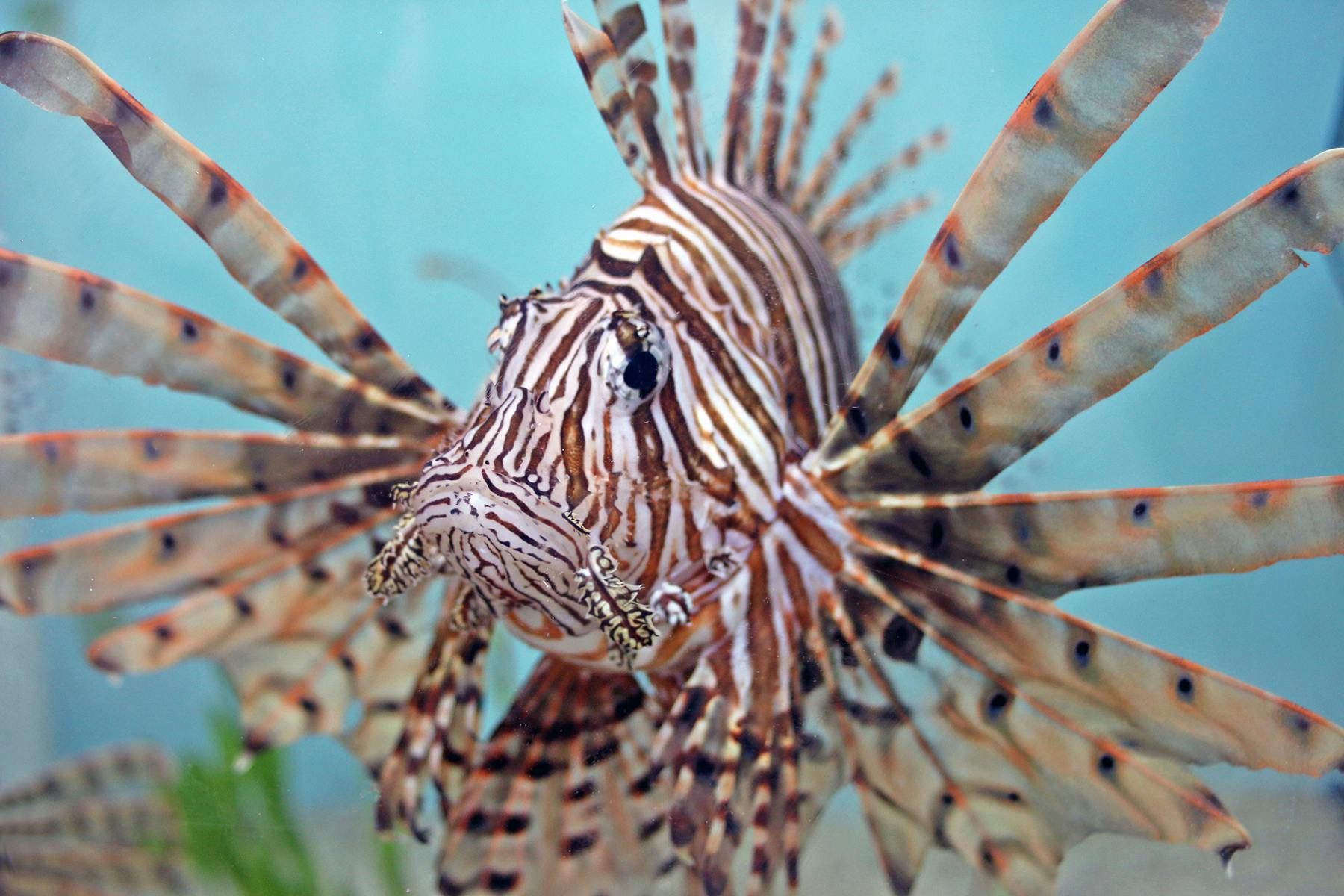 Misinformation is keeping invasive, destructive lionfish around
