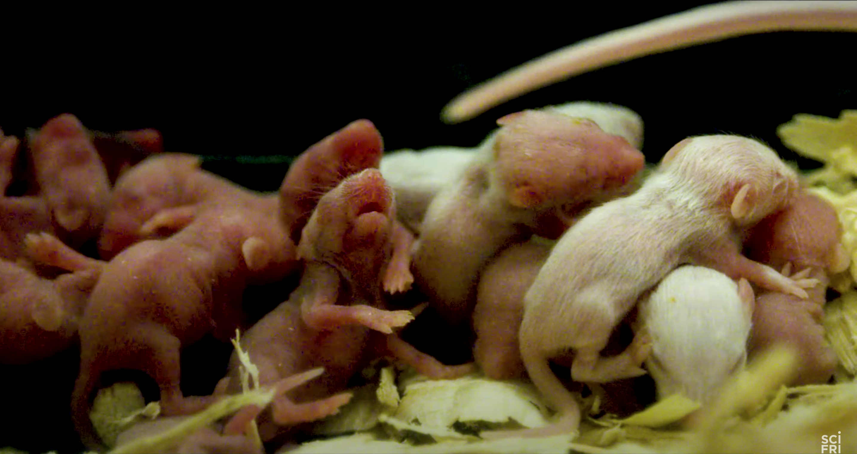 A litter of mouse pups