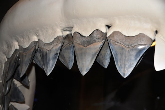 Carcharodon megalodon shark teeth