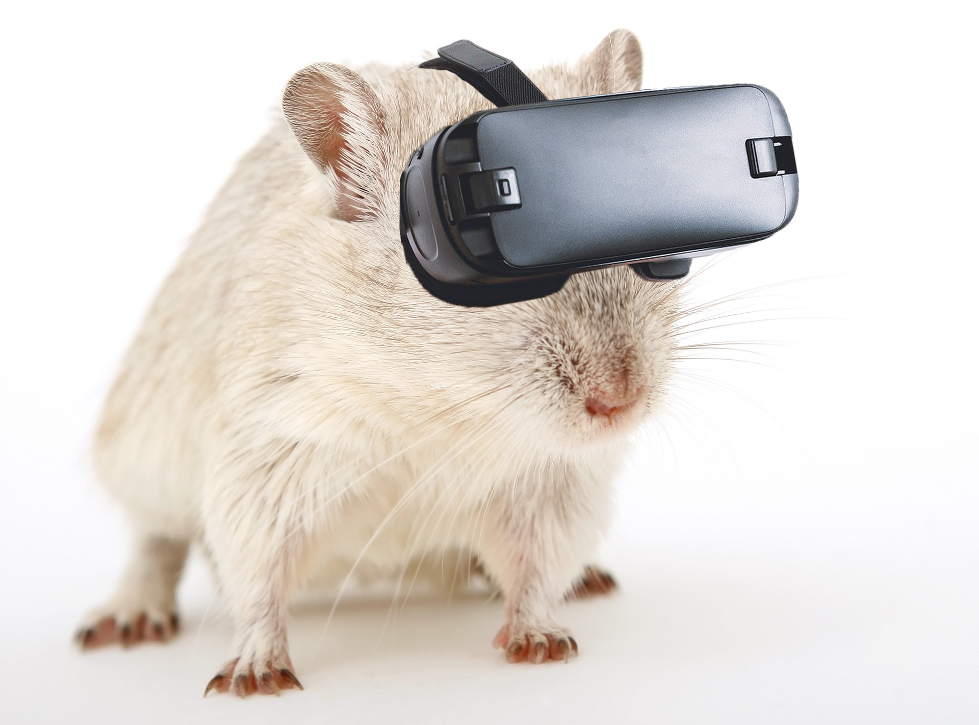 Mouse wearing a virtual reality headset