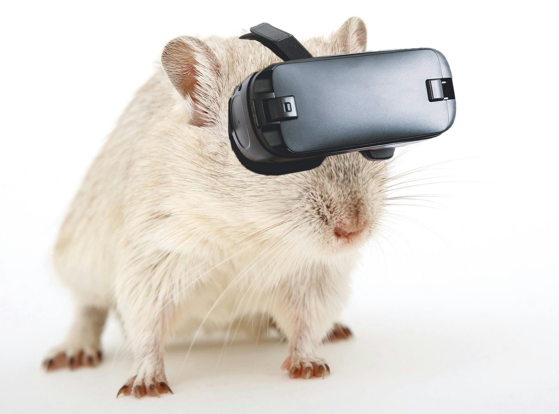 Mouse wearing a virtual reality headset