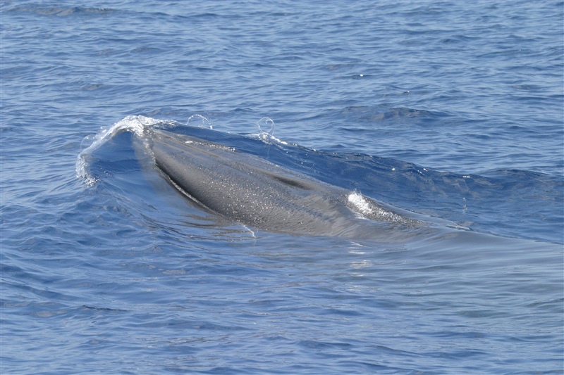 Rice's whale coming up to the surface for a breather