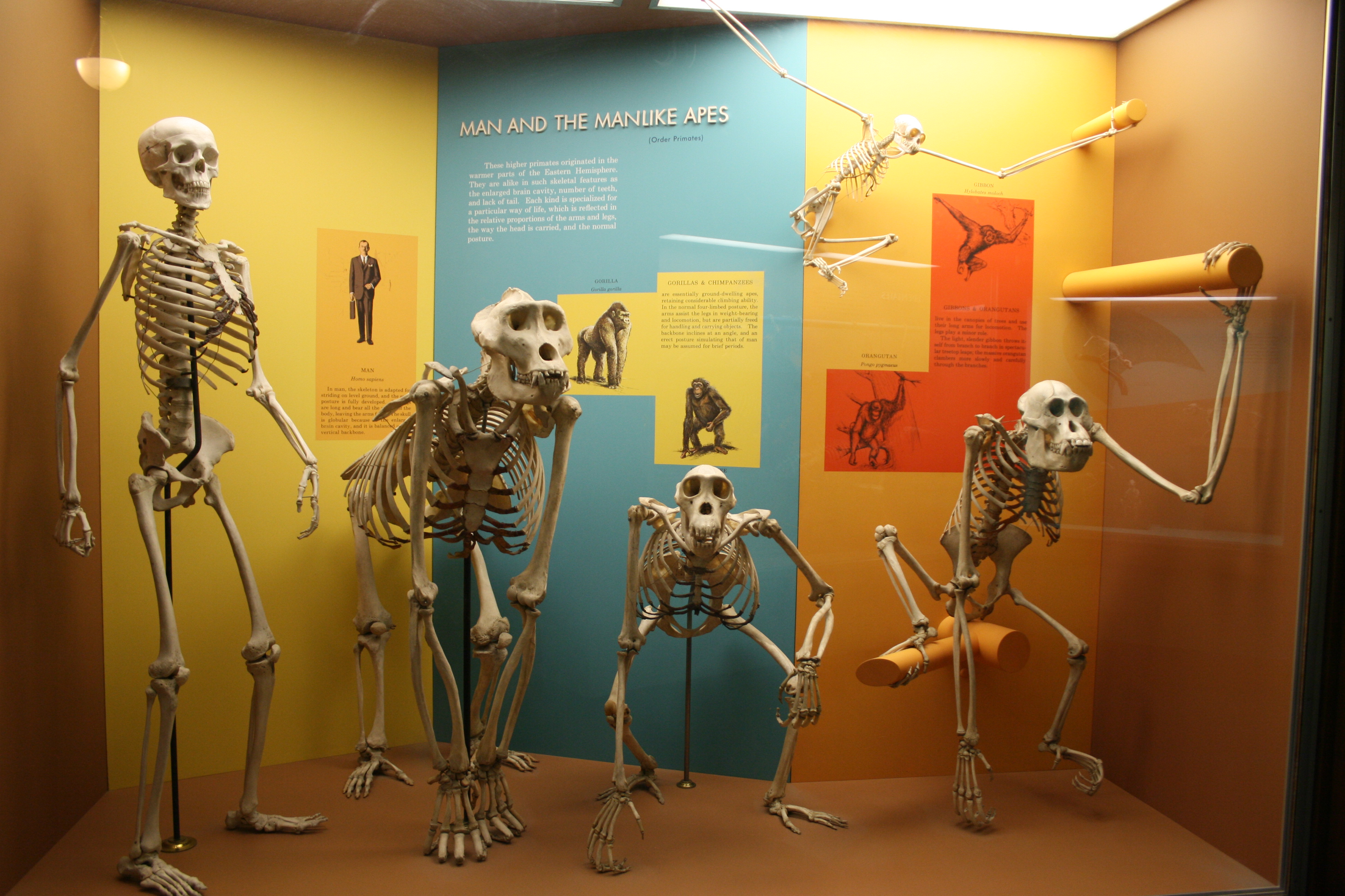 Human ape skeletons