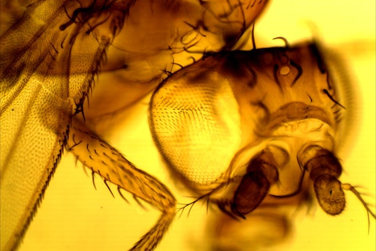 A close up photo of a fruit fly, Dropophila melanogaster
