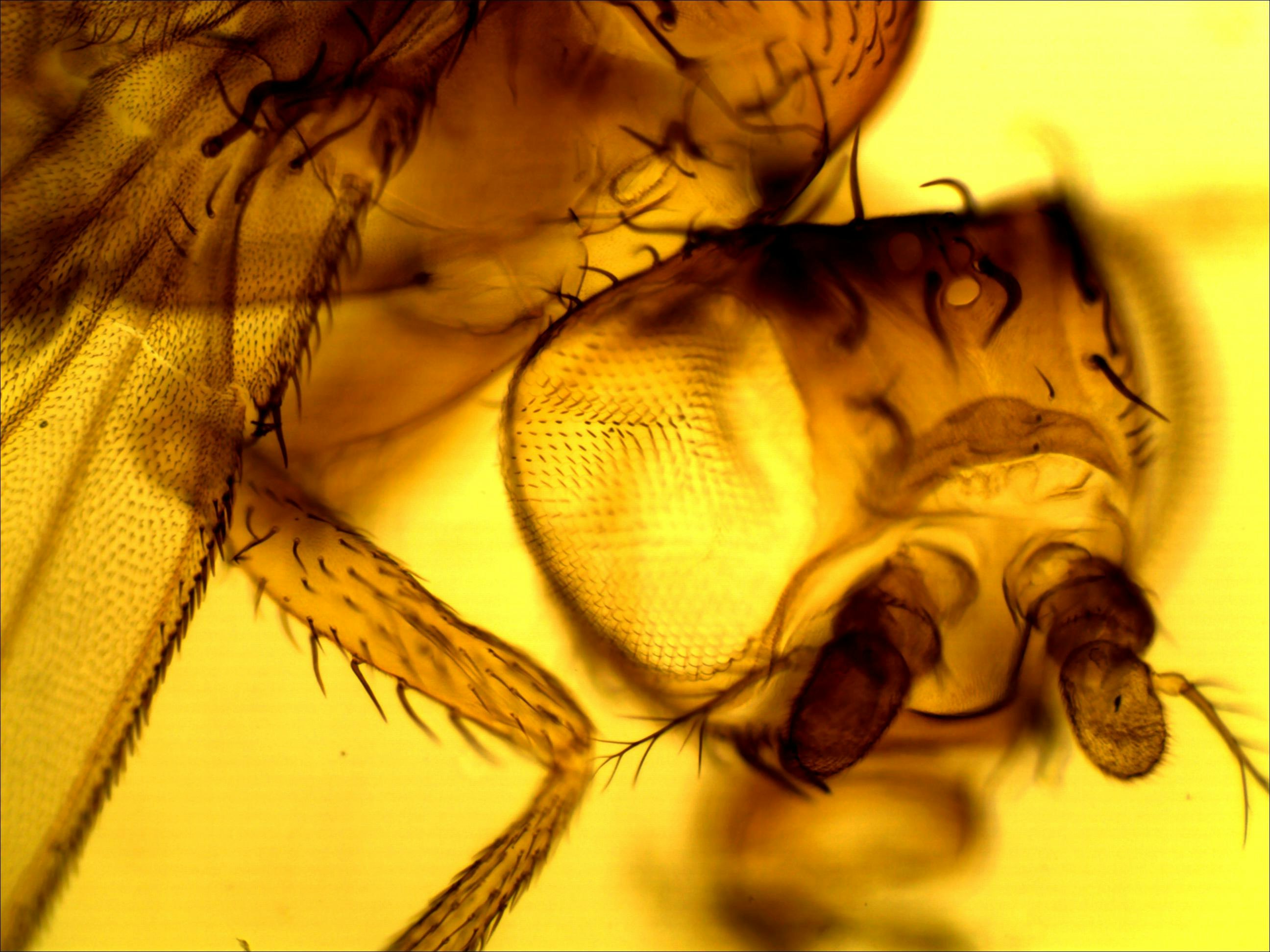 A close up photo of a fruit fly, Dropophila melanogaster
