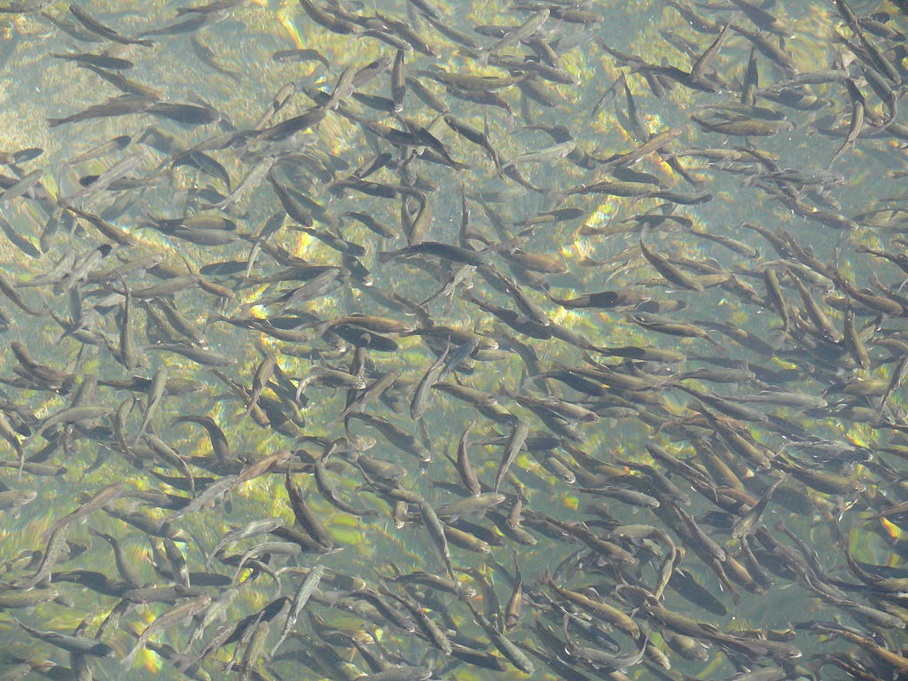 Many fish are swimming close together as seen from above.