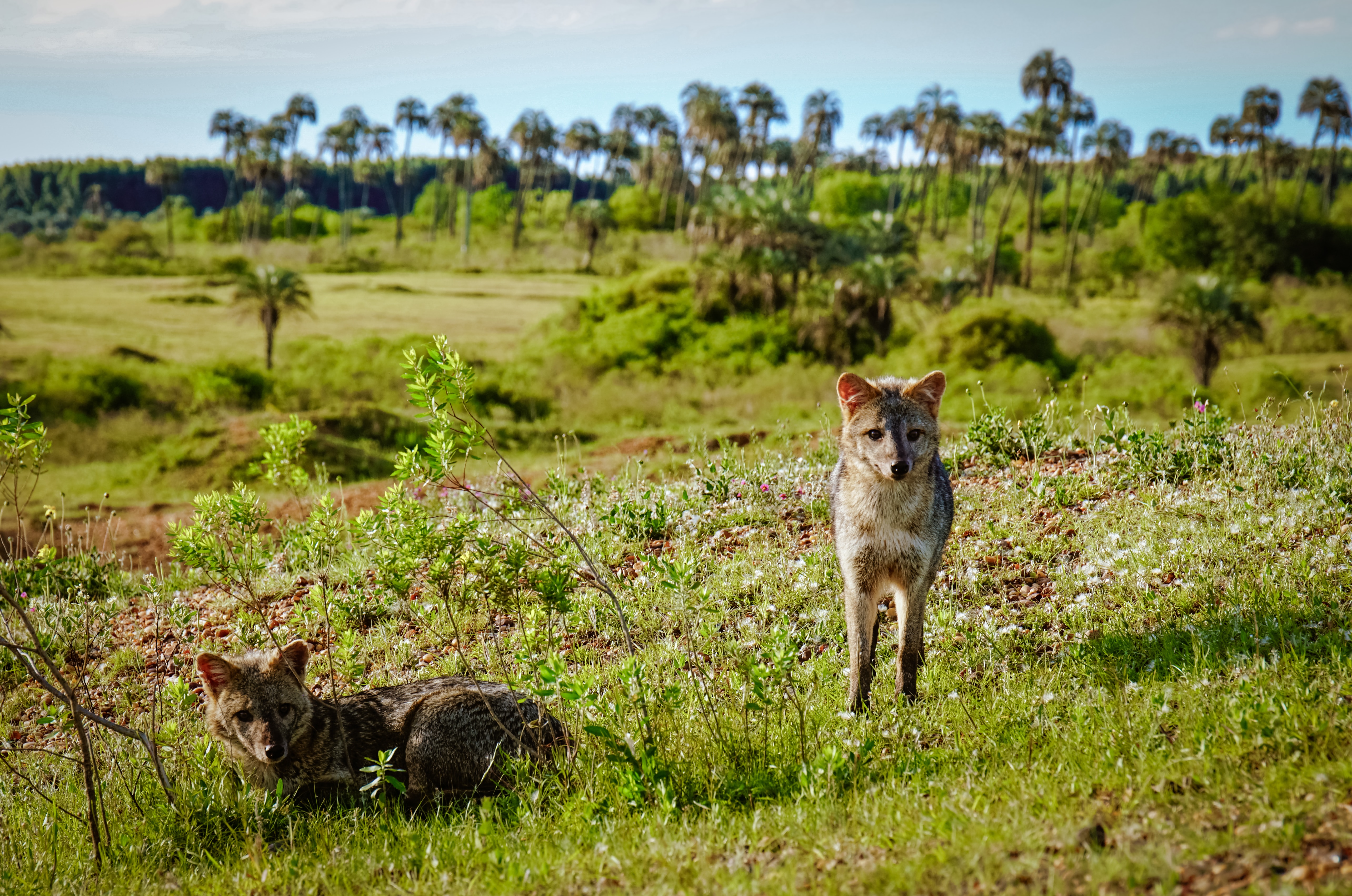 two coyotes sitting in the grass