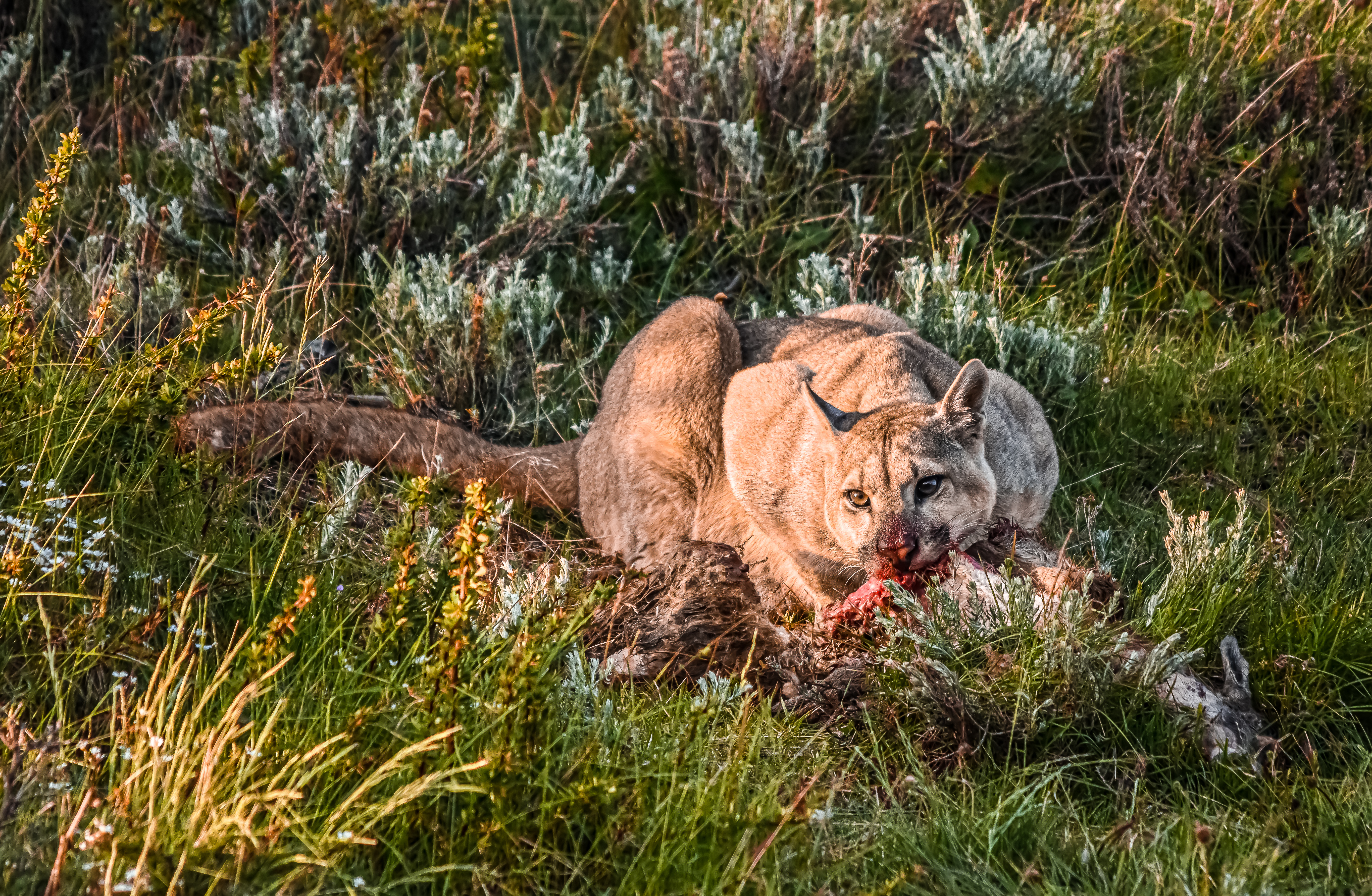 A puma feasting on a carcass in Torres del Paine Chile