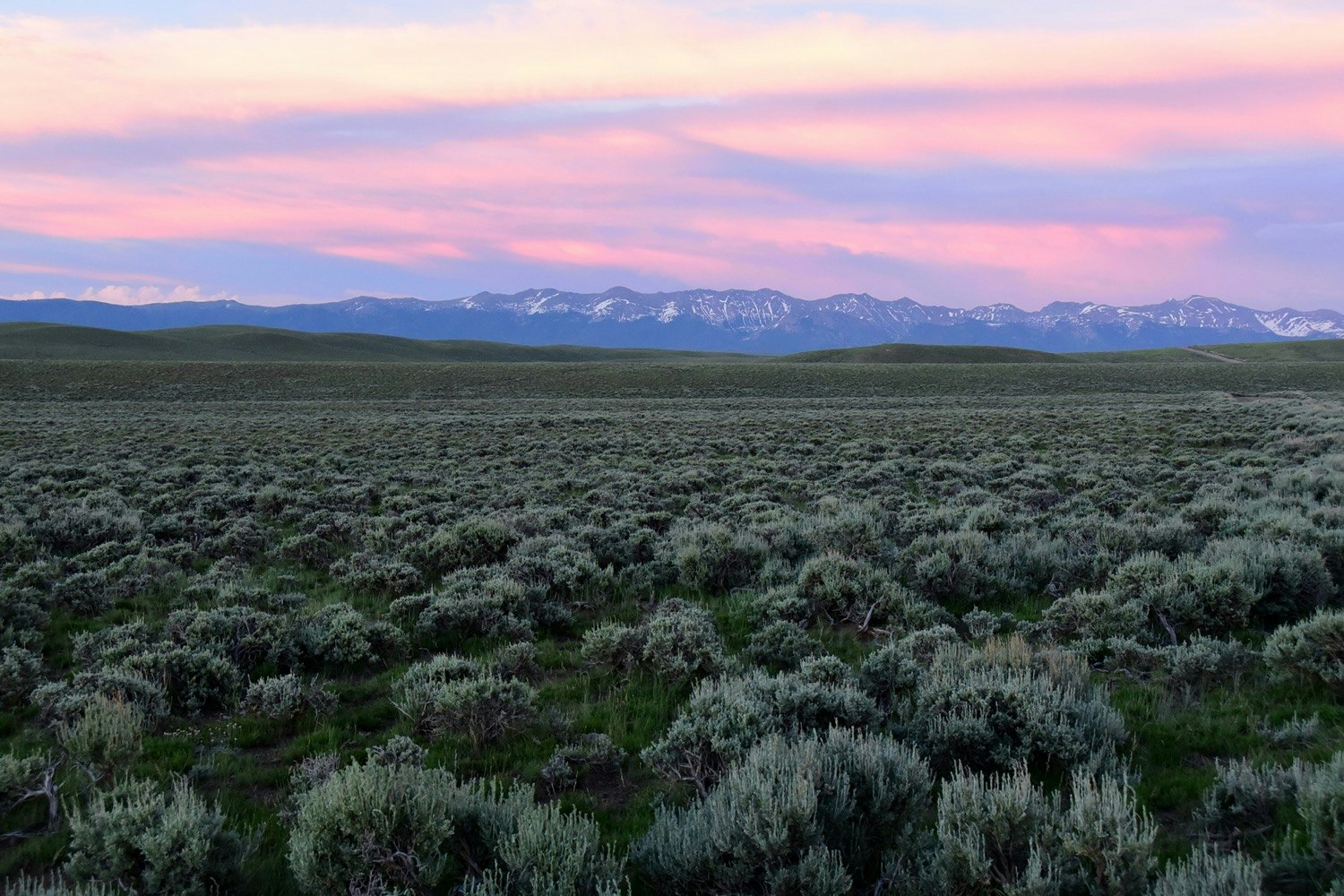 a field of pale green sagebrush in front of a mountain range at sunset