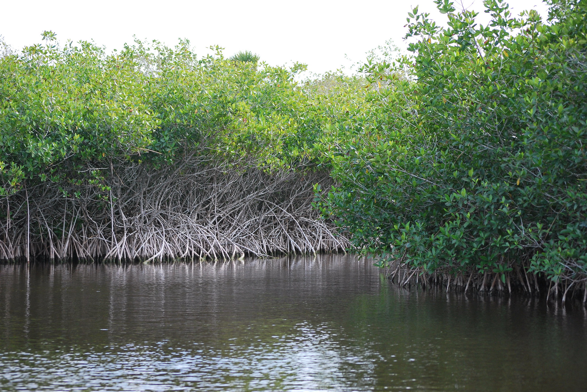 A mangrove forest in the Everglades.