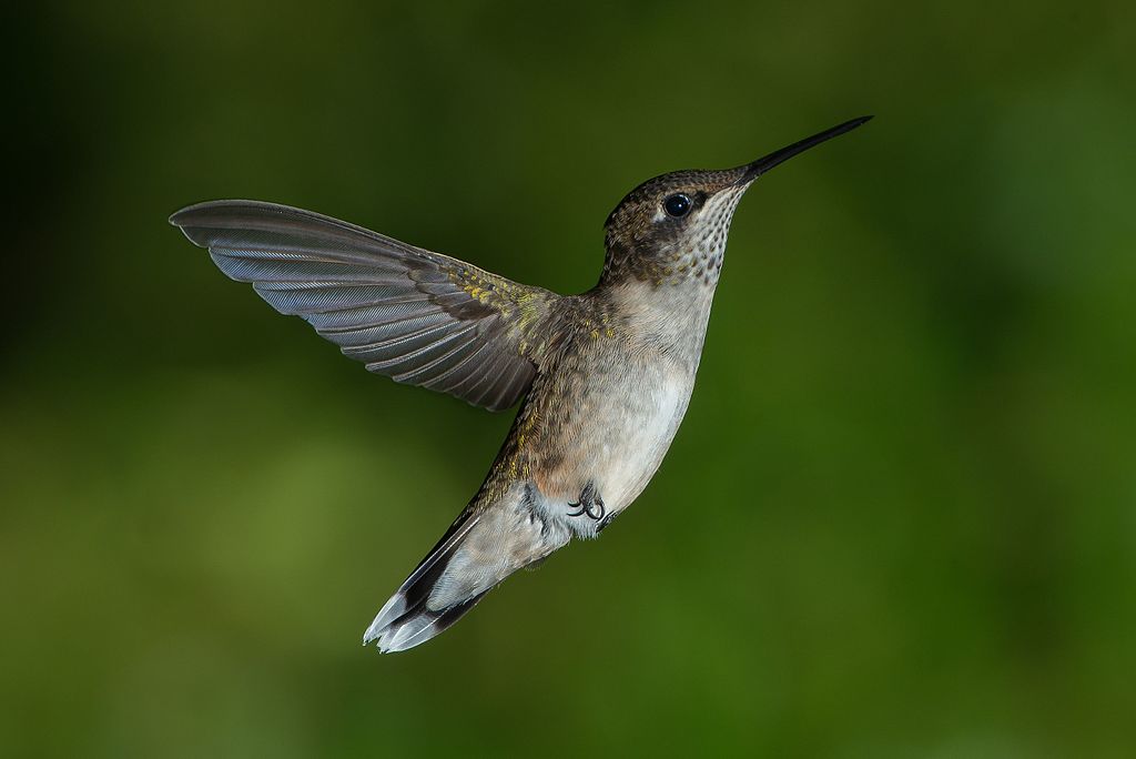 A male ruby-throated Hummingbird