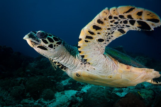 a close up of a sea turtle with a sharp curved beak, underwater