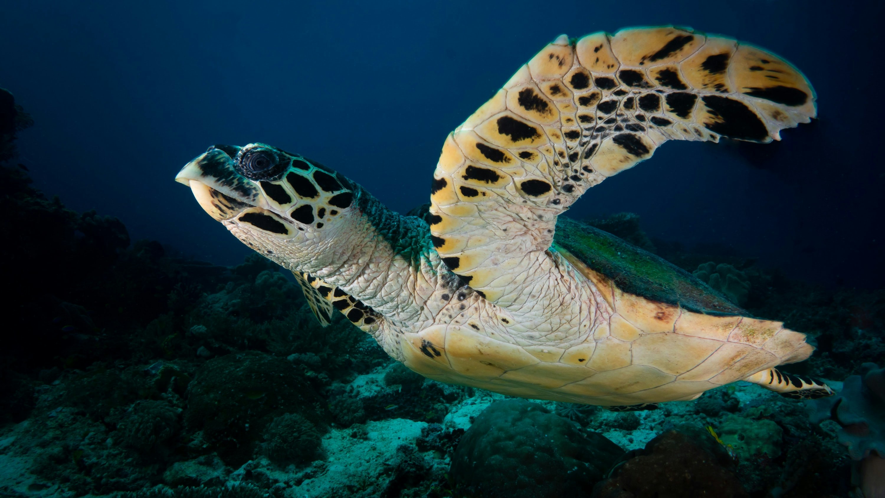 a close up of a sea turtle with a sharp curved beak, underwater