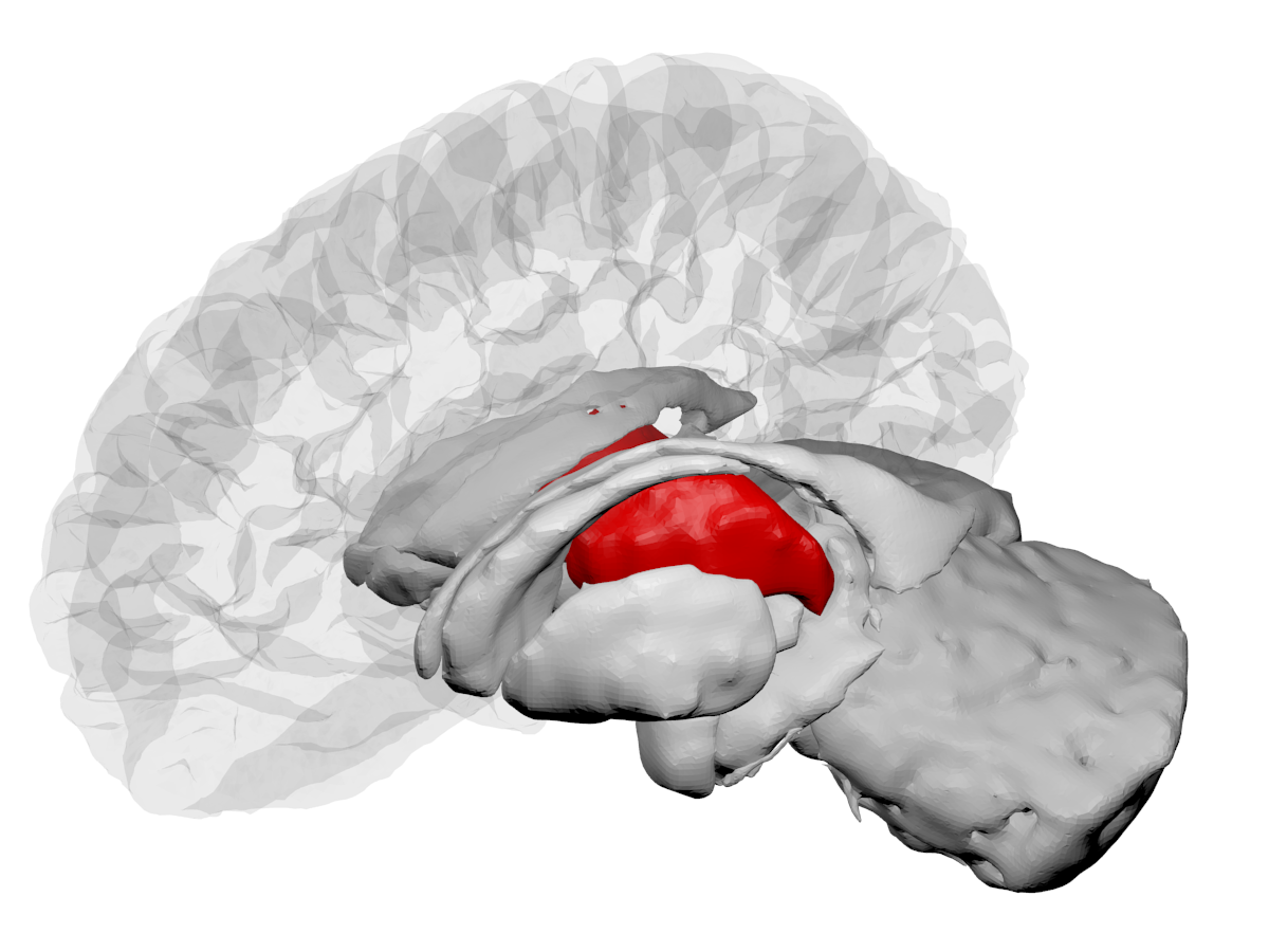 The human thalamus highlighted in a brain diagram
