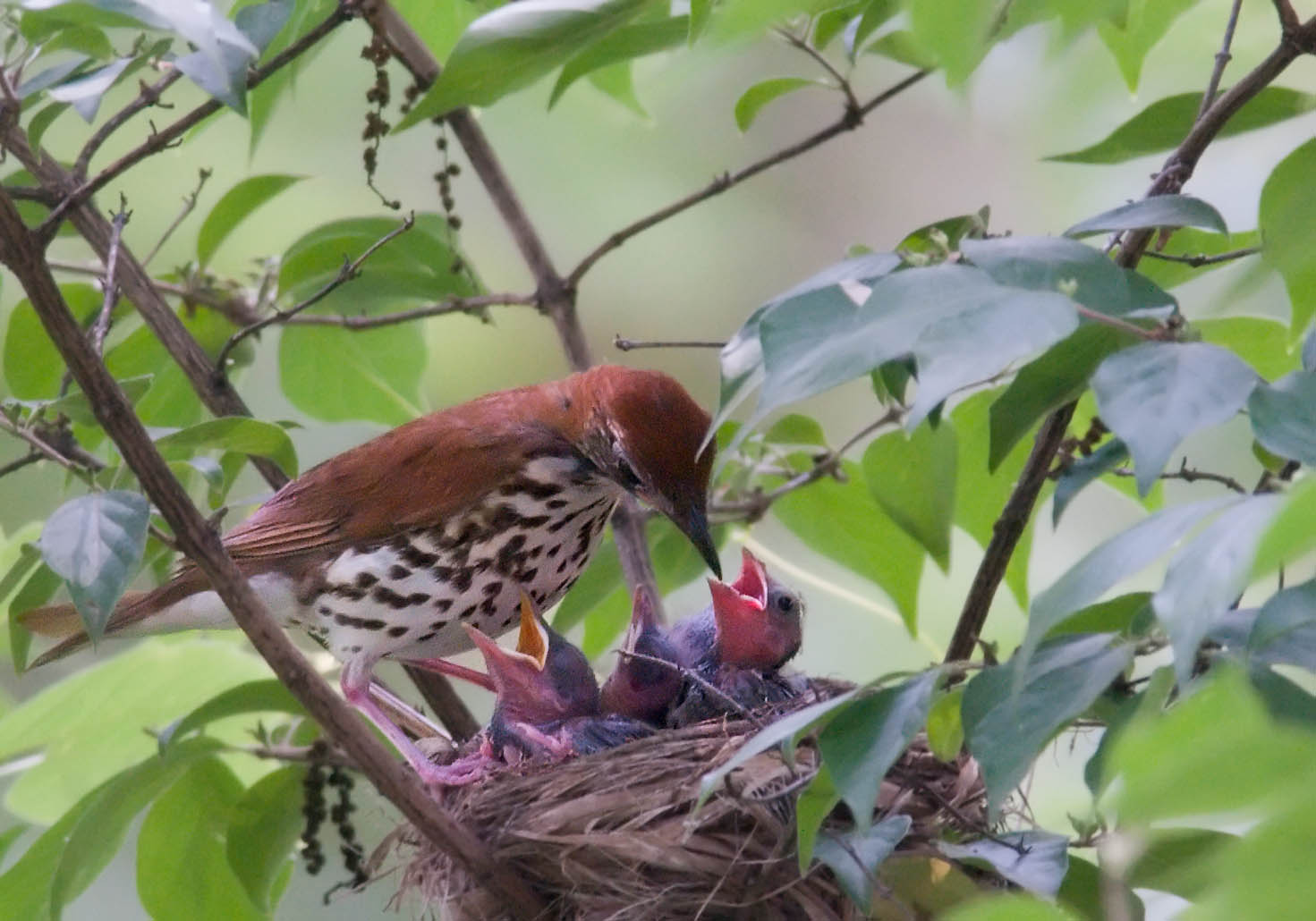 A wood thrush feeding cuckoo chicks parasitizing its nest