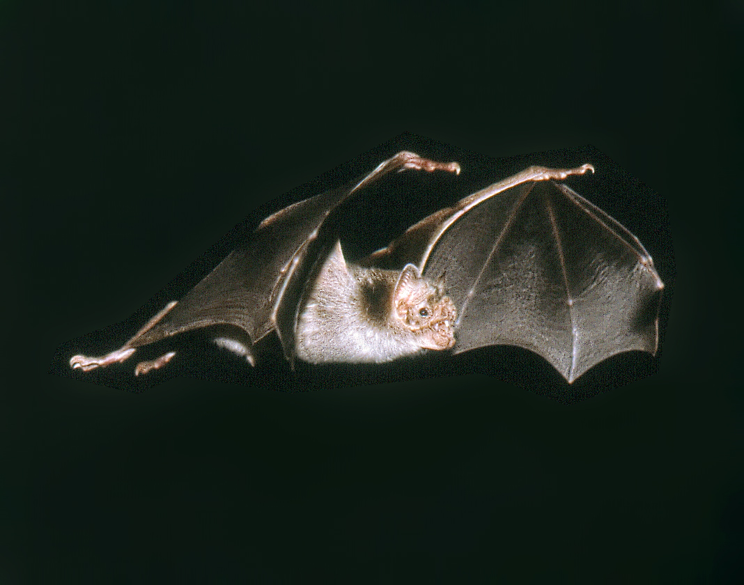 vampire bat flying, wings can be seen