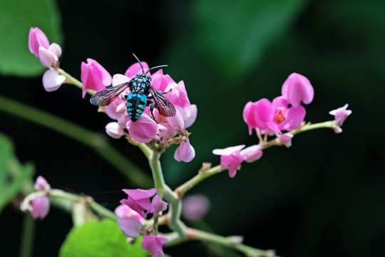 a bright blue and black bee resting on a pink flower